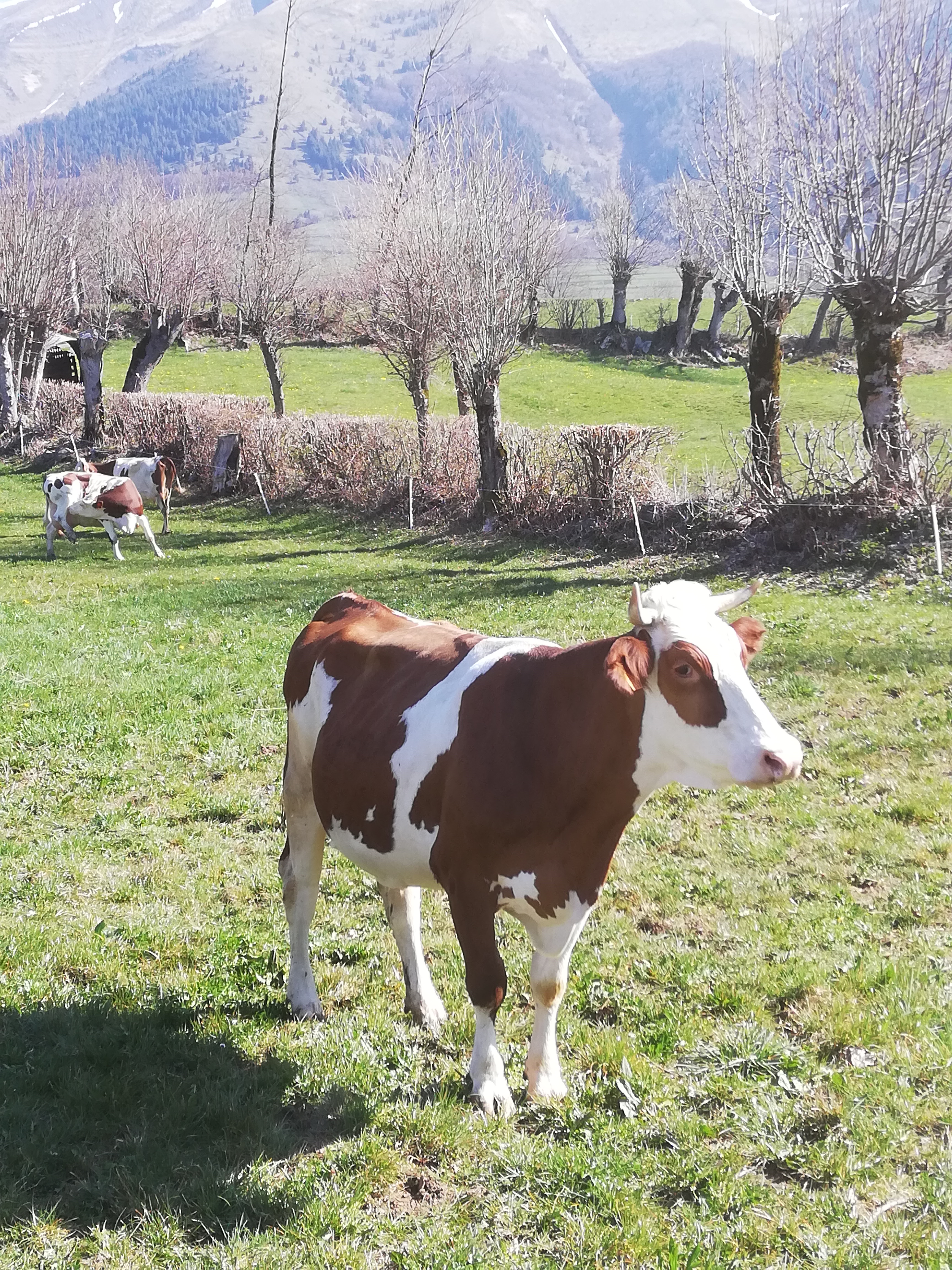 Troupeau GAEC Normand